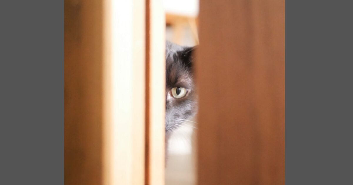 映画　ジョンブック目撃者』　