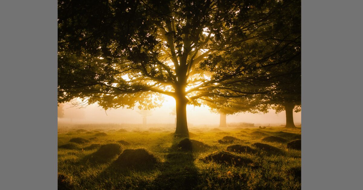 映画レナードの朝　実話　あらすじ感想